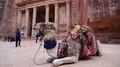 People and camel near Al Khazneh or the Treasury at Petra in Jordan HD Footage