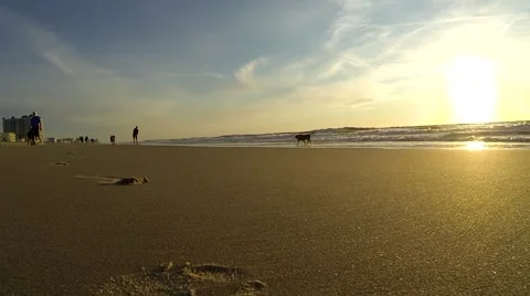 People and Dogs on Beach at Sunrise Stock Footage 59339336