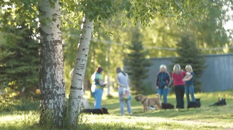 People and dogs Stock Footage 24587067