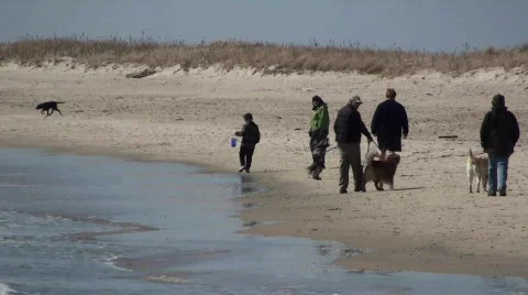 People and dogs walking on the beach Stock Footage
