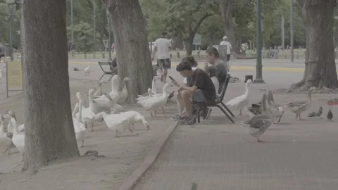 People and ducks in a park in Buenos Aires, Argentina Stock-Footage 345140971