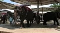 People and elephants in zoological garden in Pattaya, Thailand HD Footage