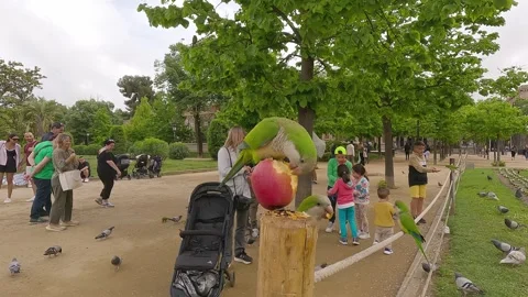 People and green parakeets interact in a lively public park Stock Footage 315200457
