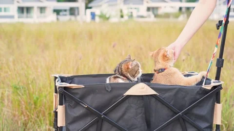 People and pet activity concept with cat happy and fun in cart during sunset Stock Footage 256571367