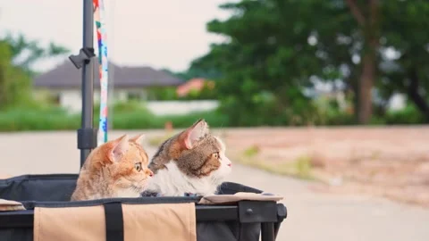 People and pet activity concept with cat happy and fun in cart during sunset Stock Footage 256571373