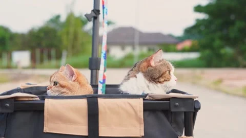 People and pet activity concept with cat happy and fun in cart during sunset Stock Footage 256571607