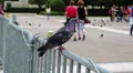 People and pigeons near Parliament and Syntagma Square in Athens, Greece HD Footage