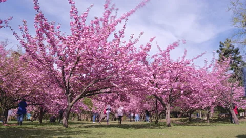 People and pink cherry trees in the Japanese garden of Herastrau park, Bucharest Stock Footage 183941081