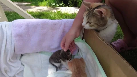 People and red-haired cat caresses, cares for kittens in a cardboard box Stock Footage 304748914