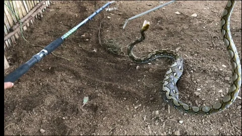 People are catching the Python. 스톡 동영상 96220309