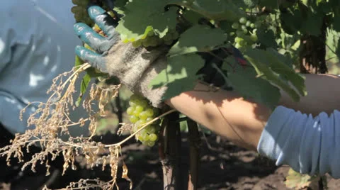 People are gathering grapes with scissors in vineyard Stock Footage 24690967
