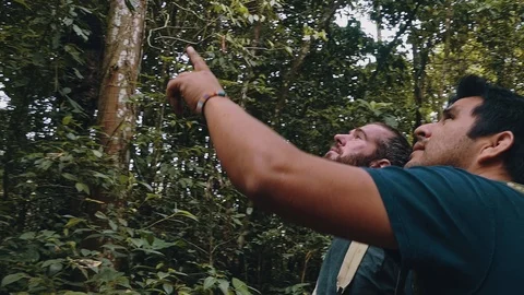 People are looking at the canopy of the rainforest during a hike across the l Stock Footage 97612912