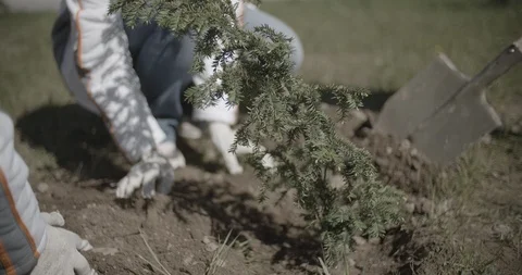 People are planting a tree Stock Footage 90993468