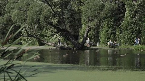 People are resting in the park at the weekend Stock Footage 80905616