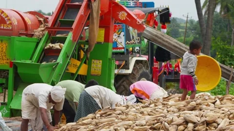 People are using Maize Processing Automatic Corn Sheller Machine in Stock Footage 325958936