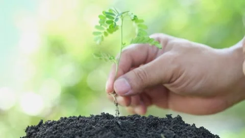 People are using their hands to plant small trees. Concept love for environment Stock-Footage 146771461