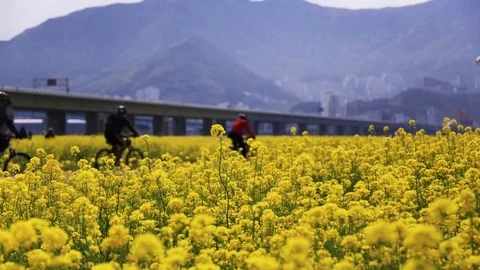 People are walking at the Daejeo Ecology Park in Busan where rape flowers bloom. Stock Footage 74254053