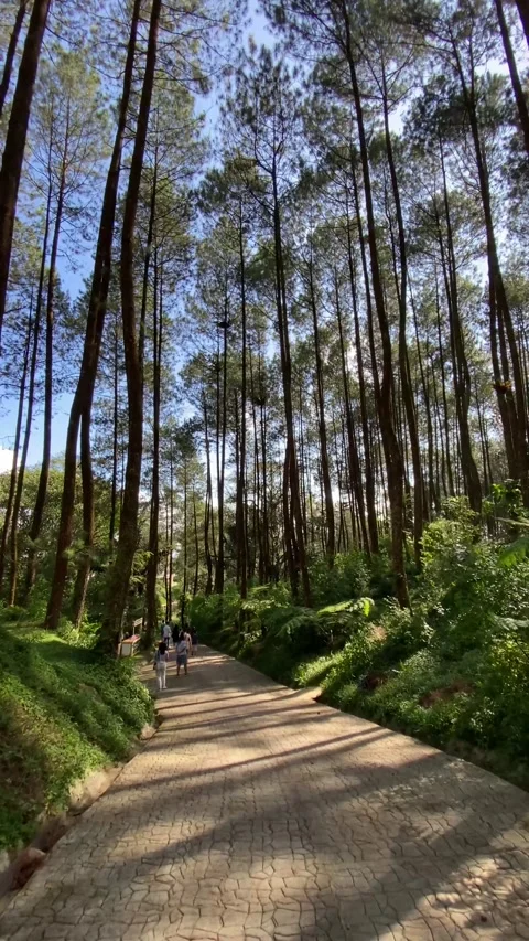 People are walking in the dense pine forest during sunday holiday Vídeo Stock 347543793