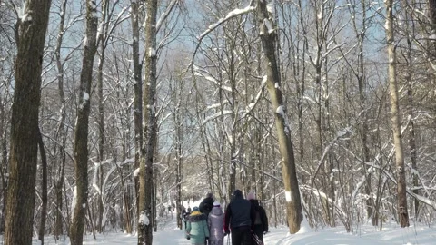 People are walking through the forest on a sunny winter day. Stock Footage 264526167