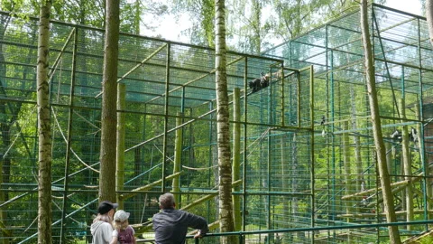 People are watching Howler monkey at zoo. Monkey oryginal sound. Alouatta caraya Stock Footage 86732255