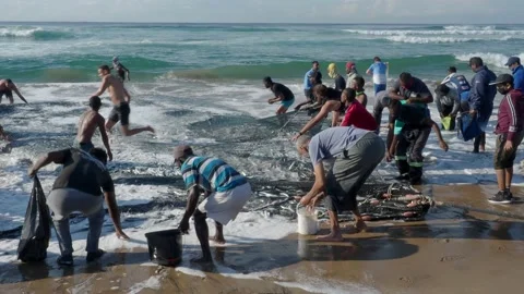 People on the beach scramble for freshly netted sardines Stock Footage 134457654