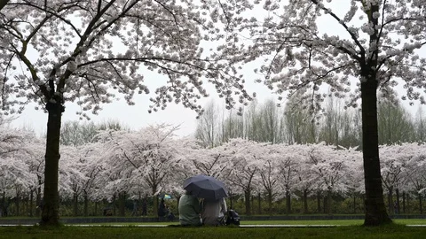 People in blossoming forest. Stock Footage 95666457