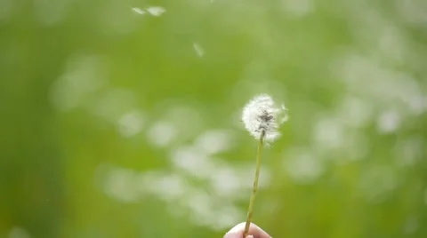 People blowing the Dandelion Stock Footage 52105251
