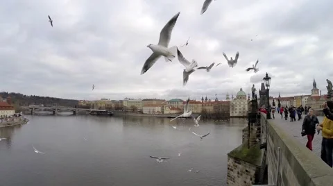 People on the bridge feed the seagulls Stock Footage 59792626