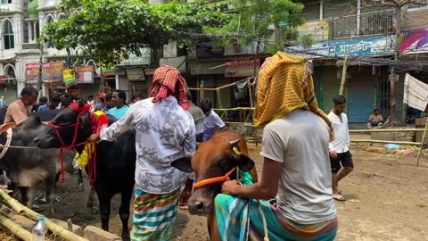 People buying sacrificial cattle at crowded outdoor livestock market Stock Footage 346510717