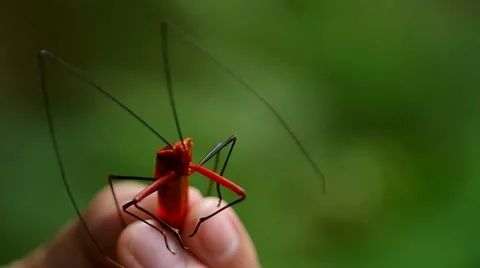 People catch the red hamipteran bug Stock Footage 55799260