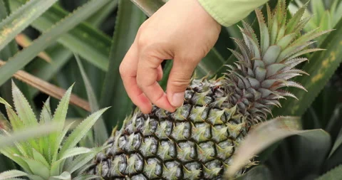 People checking the pineapple grow on tree in garden Stock Footage 267590316