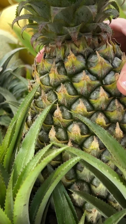People checking the pineapple grow on tree in garden Stock Footage 272629812