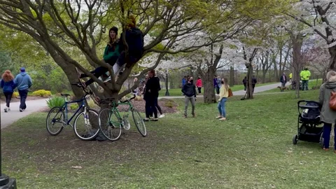 People at Cherry Blossom Festival Stock Footage