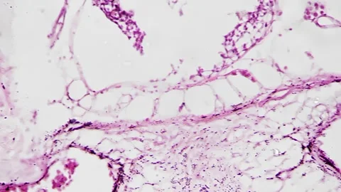 People ciliated epithelium in section under microscope 400x against bright field Stock Footage 244097015