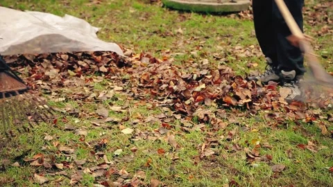 People clean up fallen leaves, rake garbage with a rake Stock Footage 144042675