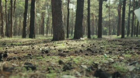 People clean up garbage in the forest, forest cleaning Stockbeeldmateriaal 152979086