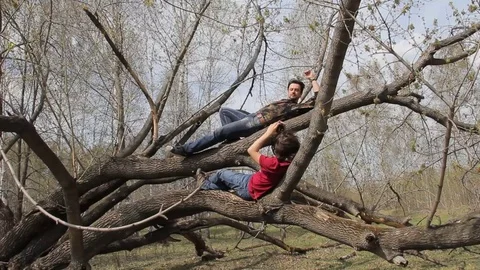 People climb a tree Stock Footage 75336109