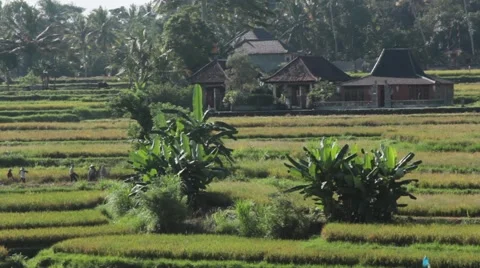 People Collect Rice in the Rice Fields Stock Footage 67532166