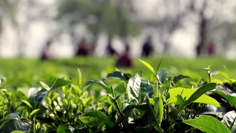 People Collect Tea In India Stock Footage 83247678