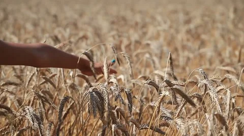 PEOPLE. CREATIVE - 2012:Woman's hand stroking ears of wheat Stock Footage 49101112