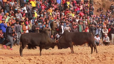 People Crowd enjoying the Bull Fighting Show in Village of Nepal Stock Footage