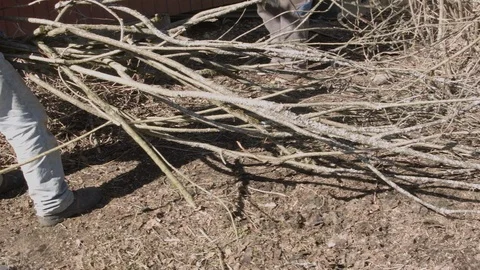People Cutting Branches Video stock 95620533