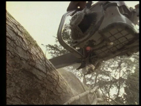 People cutting down trees with chainsaw in rainforest, 1990 Stock Footage 136672591