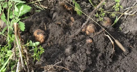 People digging potatoes in garden. Stock Footage 160029681