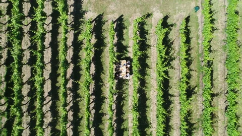 People dining in vine yard drone lift up birds eye Stock Footage 161445907