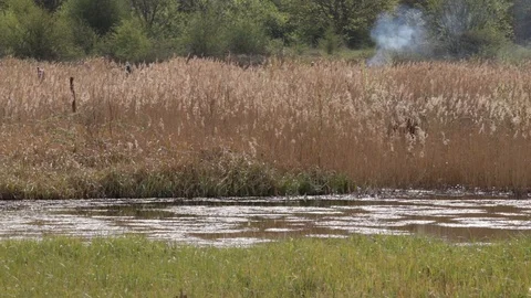People Doing Conservation Work In Wildlife Marshland Water And Reeds Stock Footage 106926367