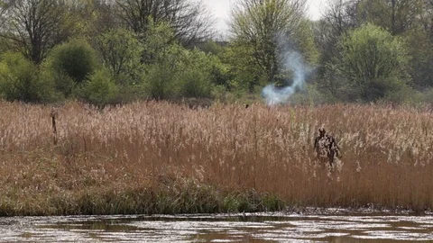 People Doing Environmental Conservation Work In Wildlife Marshland Reeds Stock Footage 106926228