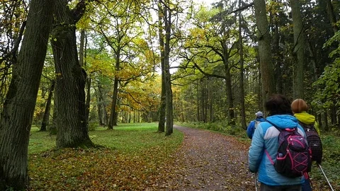 People doing Nordic walking in Park Stock-Footage 80919791