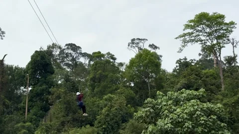 People doing zip-line or flying fox activity at botanical garden. Stock Footage 263552252