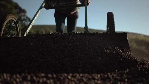 People drying specialty coffee beans Stock Footage 258600937